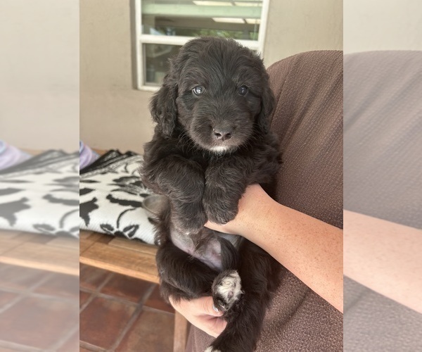 Medium Photo #54 Aussiedoodle Puppy For Sale in LONGWOOD, FL, USA