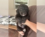 Small Photo #54 Aussiedoodle Puppy For Sale in LONGWOOD, FL, USA