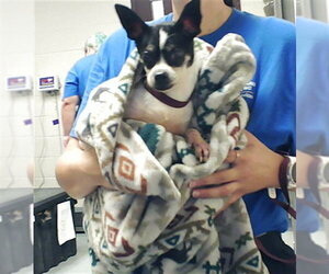 Chihuahua Dogs for adoption in Fayetteville, NC, USA