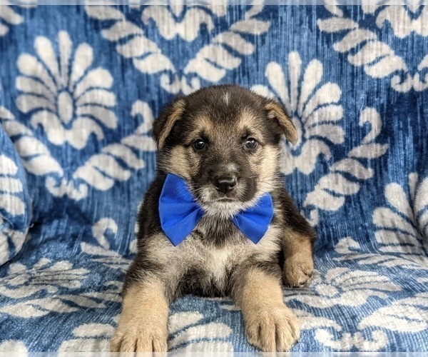 Medium Photo #6 German Shepherd Dog Puppy For Sale in OXFORD, PA, USA