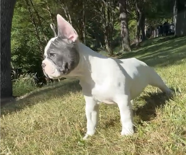 Medium Photo #15 French Bulldog Puppy For Sale in MEDFORD, OR, USA