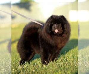 Mother of the Chow Chow puppies born on 09/24/2026