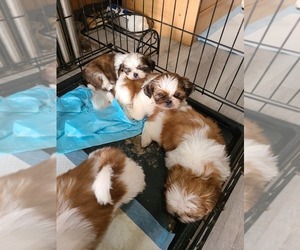 Shih Tzu Puppy for sale in WINTER HAVEN, FL, USA