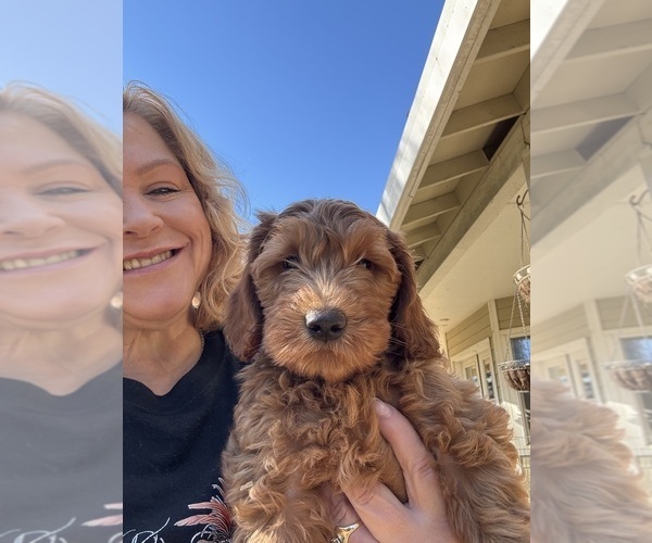 Medium Photo #1 Goldendoodle (Miniature) Puppy For Sale in LOOMIS, CA, USA