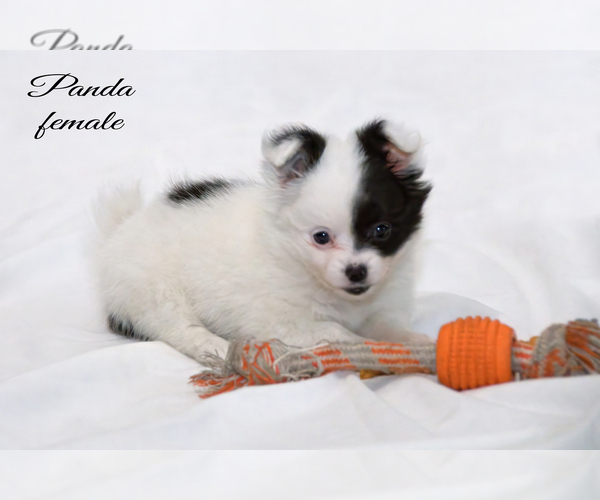 Medium Photo #8 Chiranian Puppy For Sale in CLARE, MI, USA