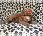 Small #5 Cavapoo