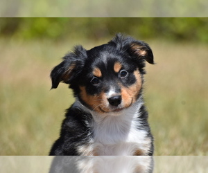 Miniature Australian Shepherd Puppy for sale in PALM COAST, FL, USA