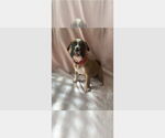 Small Boxer