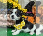 Image preview for Ad Listing. Nickname: Shih Tzu X