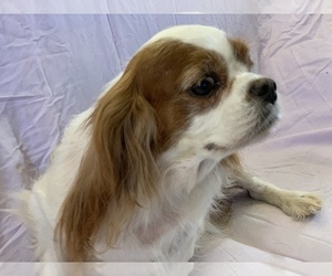 Mother of the Cavalier King Charles Spaniel puppies born on 08/03/2025