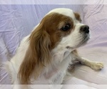 Small Photo #1 Cavalier King Charles Spaniel Puppy For Sale in FOLSOM, CA, USA