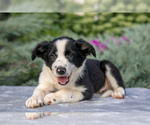 Puppy Jackson Border Collie