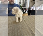 Small Photo #11 Poodle (Miniature) Puppy For Sale in EAST AMHERST, NY, USA