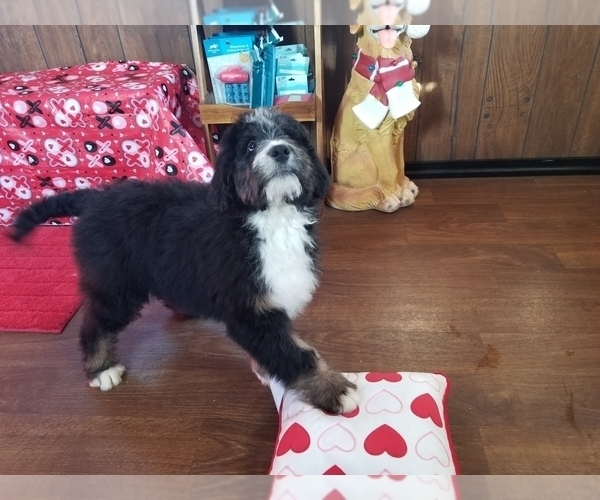 Medium Photo #2 Bernedoodle Puppy For Sale in COLORADO SPRINGS, CO, USA
