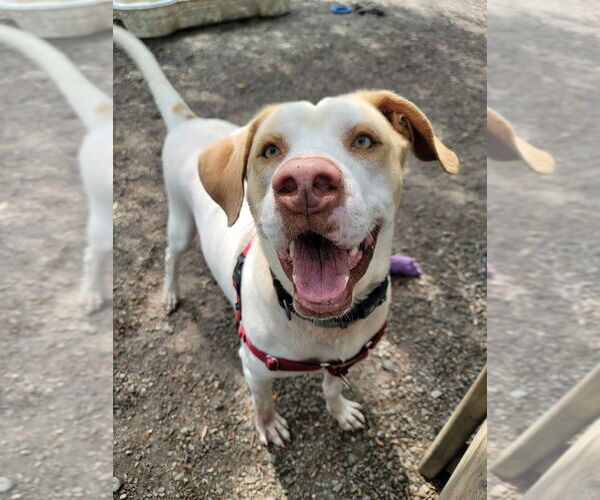 Medium Photo #4 Mutt Puppy For Sale in Elmsford, NY, USA