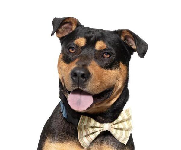 Medium Photo #1 Rottweiler Puppy For Sale in Santa Maria, CA, USA