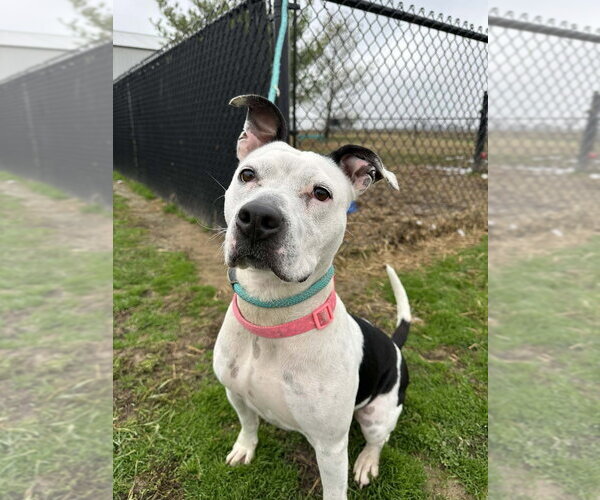 Medium Photo #4 Mutt Puppy For Sale in Evansville, IN, USA