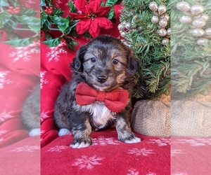 Pookimo Puppy for sale in CHRISTIANA, PA, USA