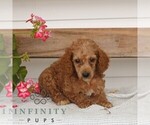 Small #2 Poodle (Miniature)