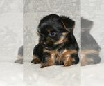 Small Photo #4 Yorkshire Terrier Puppy For Sale in ALLEN, TX, USA