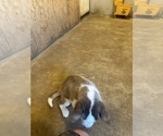 Small Photo #7 Siberian Husky Puppy For Sale in IOWA, LA, USA