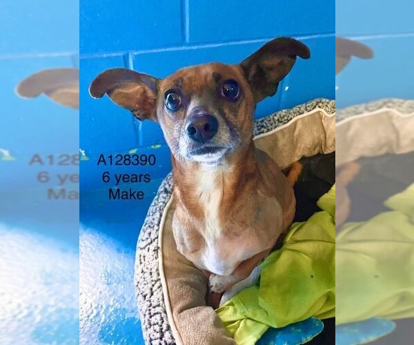 Medium Photo #1 Chihuahua Puppy For Sale in Calgary, Alberta, Canada