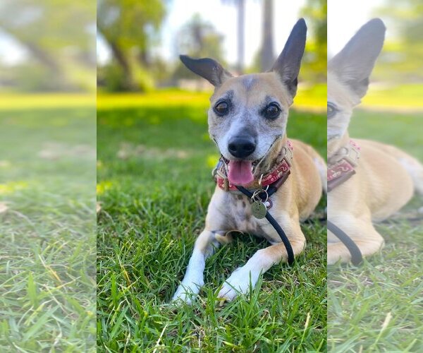 Medium Photo #6 Chihuahua-Unknown Mix Puppy For Sale in  Ramona, CA, USA