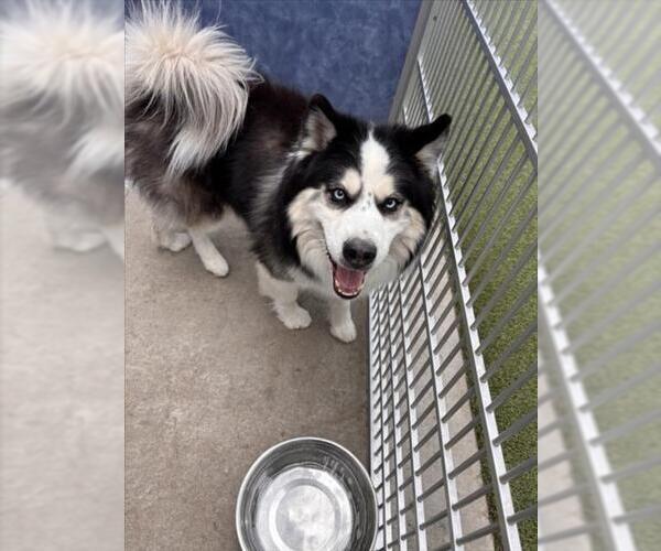 Medium Photo #1 Siberian Husky Puppy For Sale in Fort Collins, CO, USA