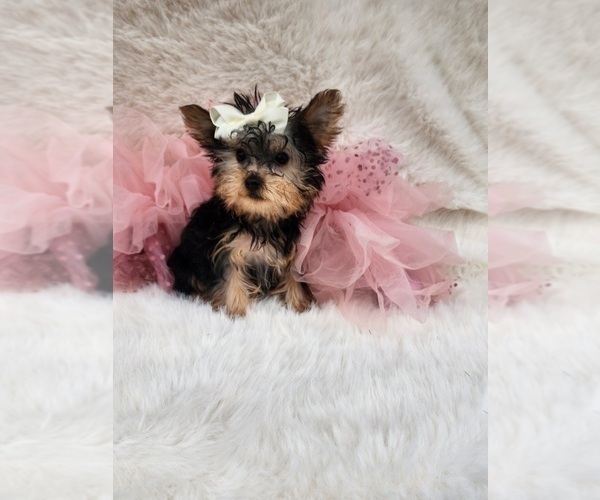 Medium Photo #6 Morkie Puppy For Sale in INDIANAPOLIS, IN, USA