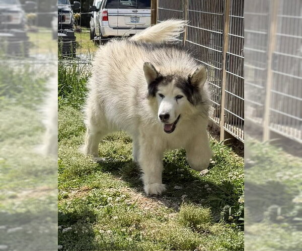 Medium Photo #5 Alaskan Malamute Puppy For Sale in Newfoundland, PA, USA