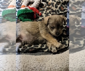 Schnauzer (Miniature) Puppy for sale in BEAUMONT, MS, USA