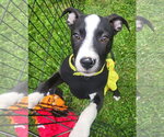 Ellie Joy - Female American Pit Bull Terrier-Unknown Mix Dog for Adoption - Small photo