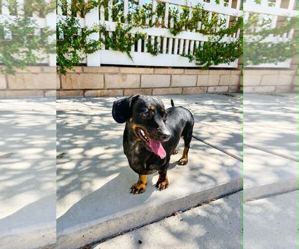 Medium Photo #6 Chiweenie Puppy For Sale in La Verne, CA, USA