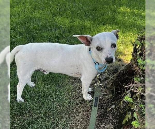 Medium Photo #2 Chihuahua Puppy For Sale in Bakersfield, CA, USA