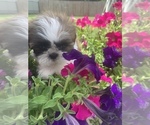 Small Photo #3 Shih Tzu Puppy For Sale in FORT WORTH, TX, USA