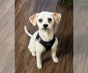 Maltese-Unknown Mix Dogs for adoption in Corona, CA, USA