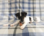 Small Photo #2 Jack Russell Terrier Puppy For Sale in TREZEVANT, TN, USA