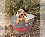 Small #4 Dachshund