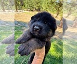 Small Photo #21 German Shepherd Dog Puppy For Sale in MARIPOSA, CA, USA