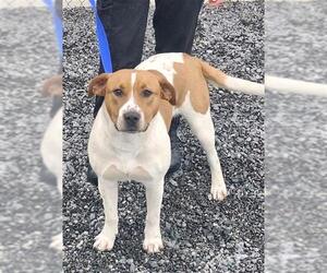 Catahoula Leopard Dog-Labrador Retriever Mix Dogs for adoption in Newton, NC, USA