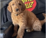 Small Photo #3 Goldendoodle Puppy For Sale in WOODLAND, CA, USA