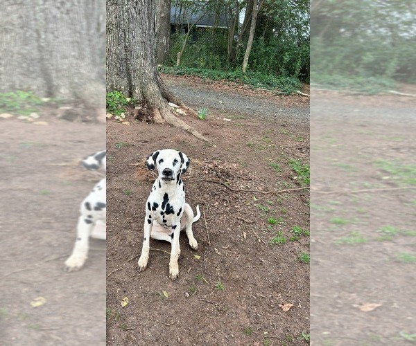 Medium Photo #1 Dalmatian Puppy For Sale in CHARLOTTE, NC, USA