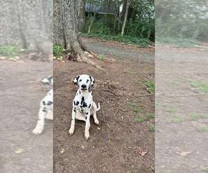 Father of the Dalmatian puppies born on 07/15/2026