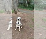 Small Photo #1 Dalmatian Puppy For Sale in CHARLOTTE, NC, USA