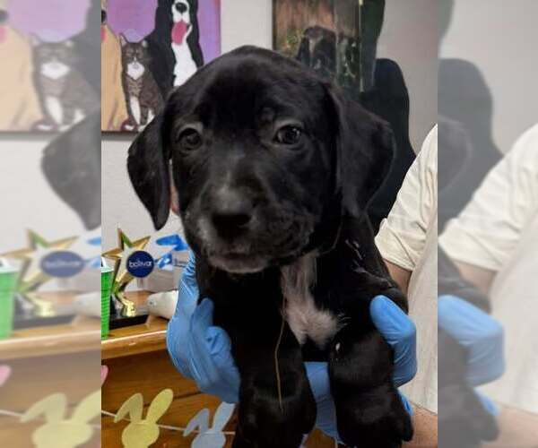 Medium Photo #1 Boxador Puppy For Sale in Bolivar, MO, USA