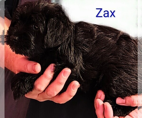 Medium Photo #4 Schnauzer (Miniature) Puppy For Sale in ENID, OK, USA