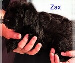 Small #3 Schnauzer (Miniature)