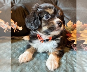 Aussalier Puppy for sale in PICAYUNE, MS, USA