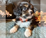 Image preview for Ad Listing. Nickname: Max