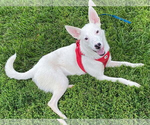 Mutt Dogs for adoption in Sandy, UT, USA